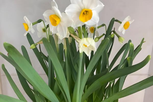 代表孤独寂寞的花有哪些,水仙花、彼岸花等品种都有孤寂的寓意