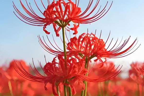 代表孤独寂寞的花有哪些,水仙花、彼岸花等品种都有孤寂的寓意