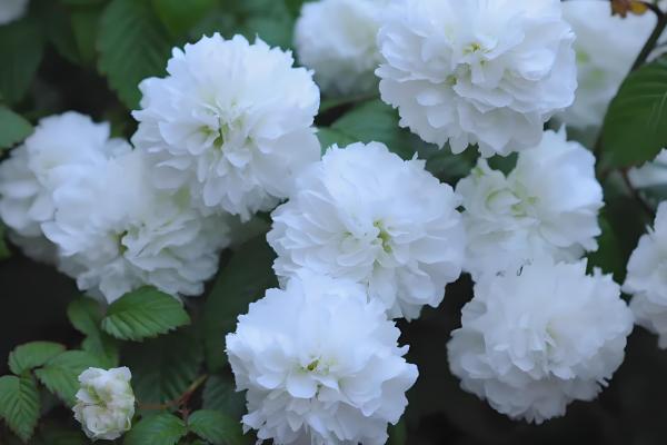 代表孤独寂寞的花有哪些,水仙花、彼岸花等品种都有孤寂的寓意