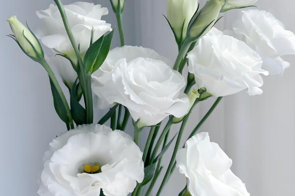 代表孤独寂寞的花有哪些,水仙花、彼岸花等品种都有孤寂的寓意