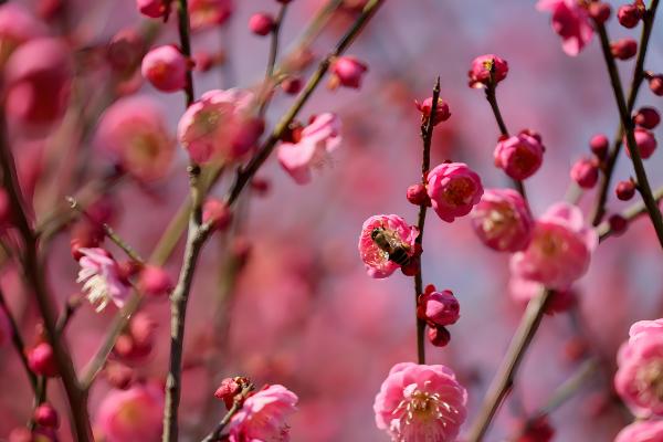 代表孤独寂寞的花有哪些,水仙花、彼岸花等品种都有孤寂的寓意