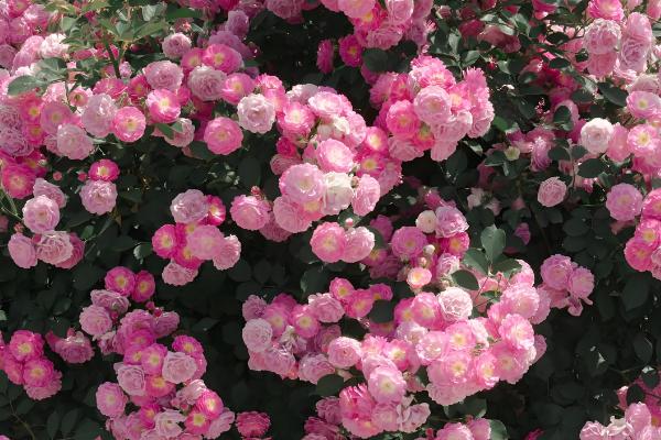 代表孤独寂寞的花有哪些,水仙花、彼岸花等品种都有孤寂的寓意