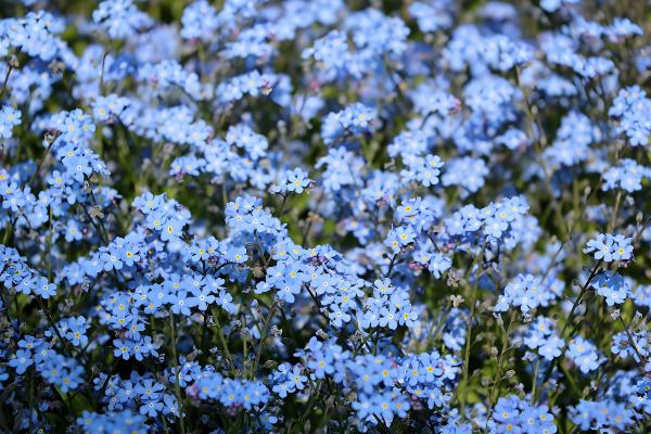 代表孤独寂寞的花有哪些,水仙花、彼岸花等品种都有孤寂的寓意