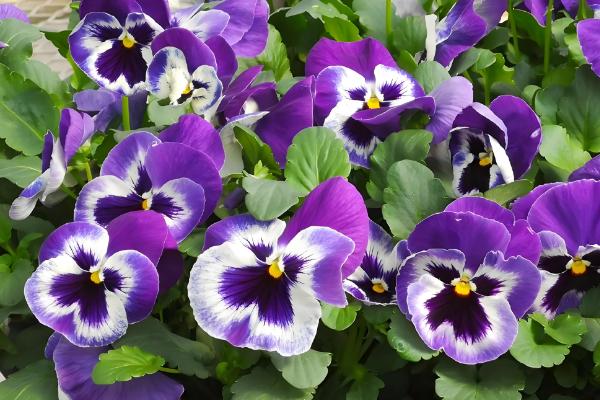 代表孤独寂寞的花有哪些,水仙花、彼岸花等品种都有孤寂的寓意