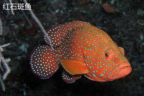 红石斑鱼的产地，在我国主产于南海、台湾海峡、东海