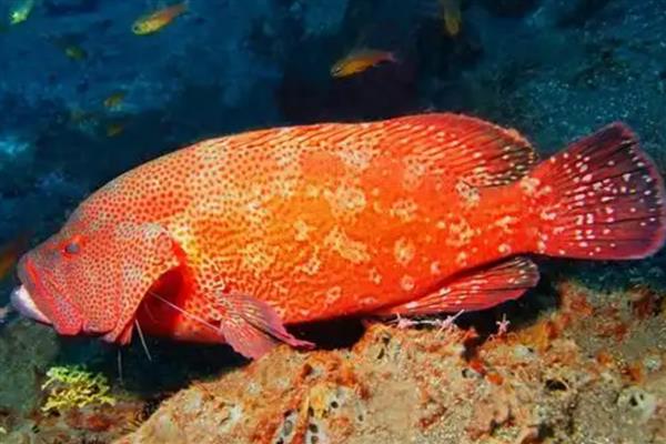 红石斑鱼的产地，在我国主产于南海、台湾海峡、东海