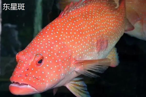 红石斑鱼的产地，在我国主产于南海、台湾海峡、东海