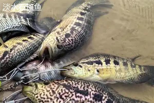 红石斑鱼的产地，在我国主产于南海、台湾海峡、东海