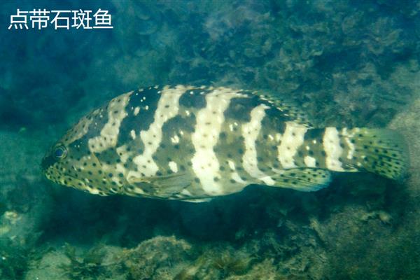 红石斑鱼的产地，在我国主产于南海、台湾海峡、东海