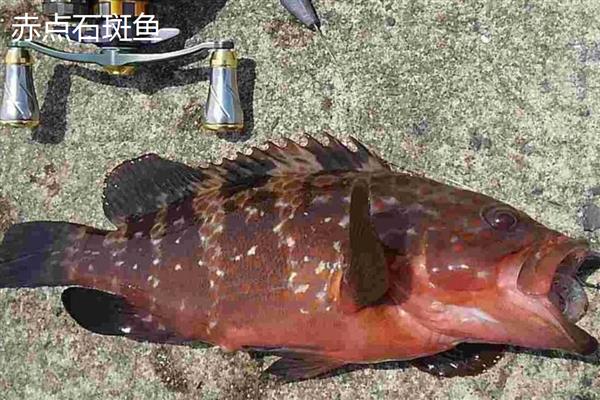 红石斑鱼的产地，在我国主产于南海、台湾海峡、东海