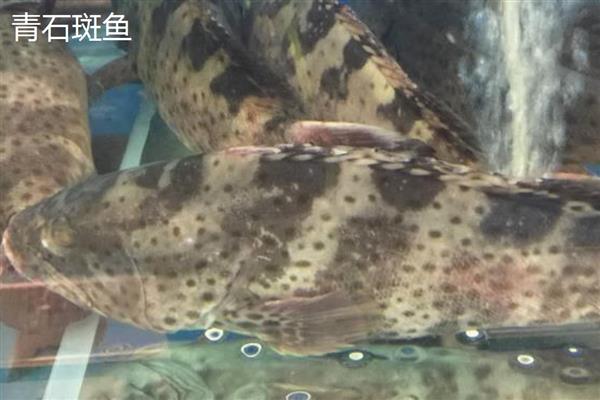 红石斑鱼的产地，在我国主产于南海、台湾海峡、东海