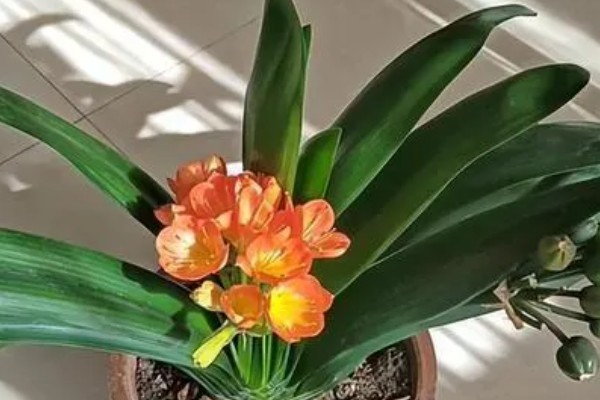 使君子花香的原因，其花蜜较多