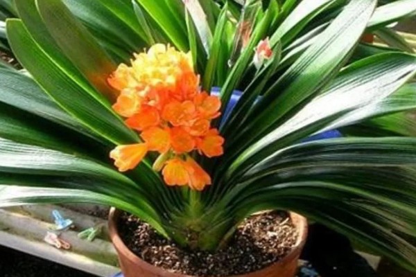 使君子花香的原因，其花蜜较多