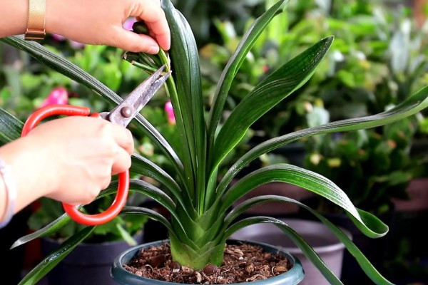 使君子花香的原因，其花蜜较多