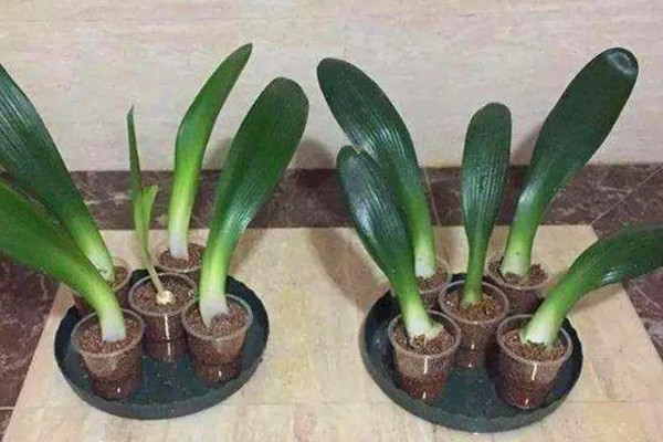 使君子花香的原因，其花蜜较多