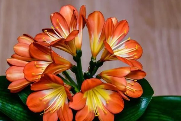 使君子花香的原因，其花蜜较多