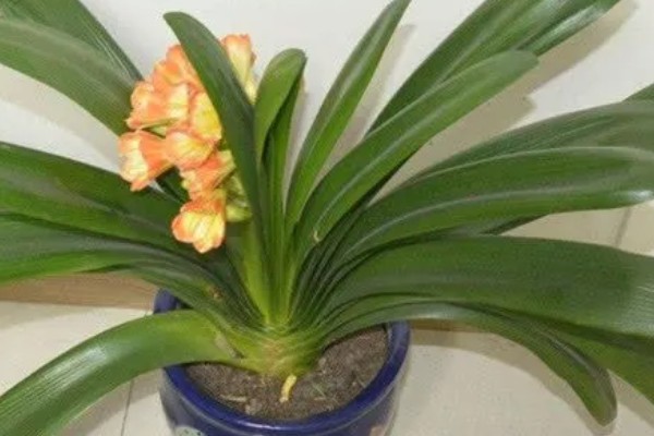 使君子花香的原因，其花蜜较多