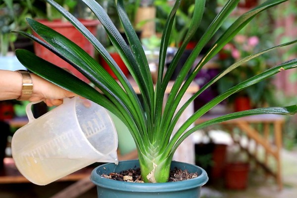 使君子花香的原因，其花蜜较多