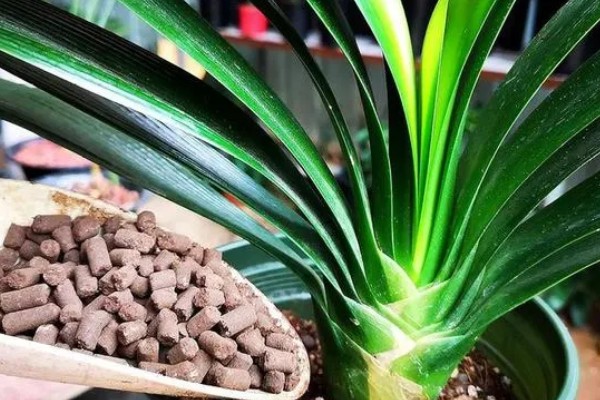 使君子花香的原因，其花蜜较多