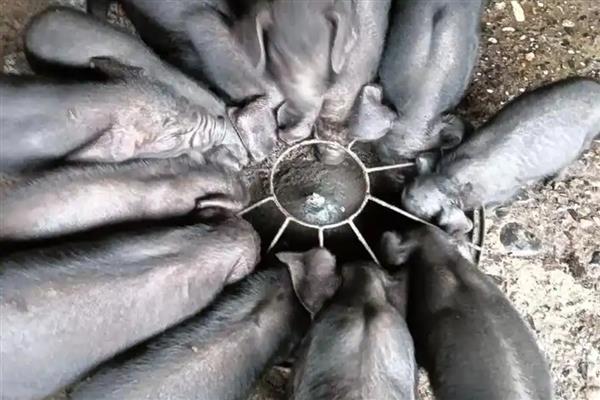 黑母猪好还是白母猪好，黑色本地猪的繁殖性能更优秀