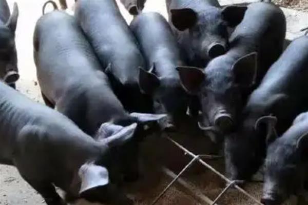 黑母猪好还是白母猪好，黑色本地猪的繁殖性能更优秀