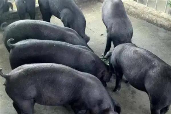 黑母猪好还是白母猪好，黑色本地猪的繁殖性能更优秀