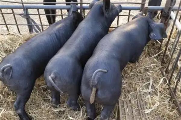 黑母猪好还是白母猪好，黑色本地猪的繁殖性能更优秀