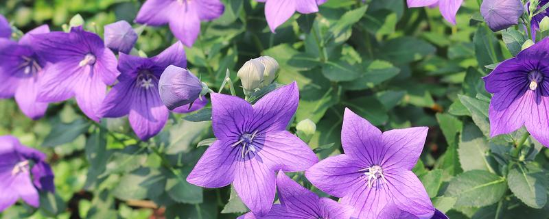 桔梗的外观，看起来像铃铛