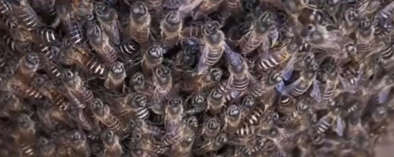 蜜蜂里的黑蜂有什么作用,雄蜂主要负责与蜂王交配