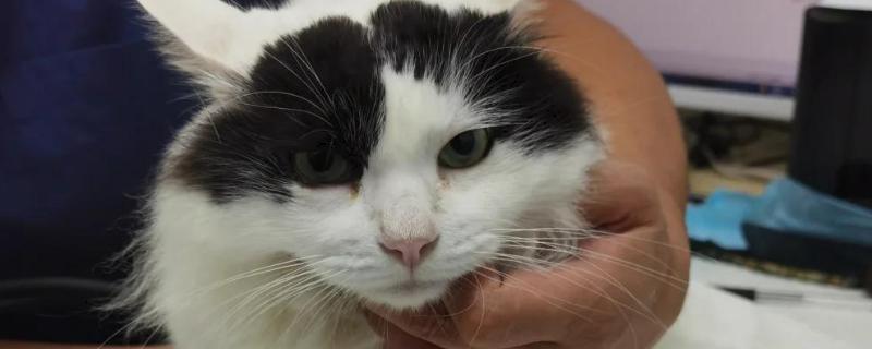 猫咪咽炎流口水的症状,初期症状为进食缓慢