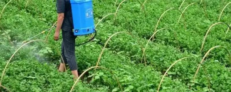 怎么用土方法防治蔬菜害虫，喷施米醋溶液可避免虫卵滋生