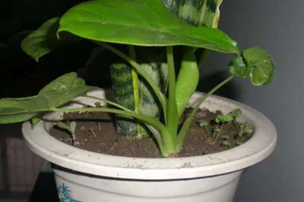 滴水观音盆栽养护方法，生长期每隔1周追肥一次