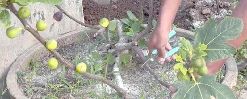 无花果何时修剪,冬春季节是适宜时间