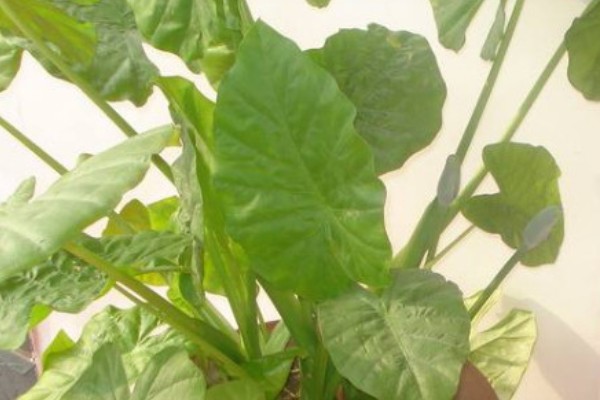 滴水观音盆栽养护方法，生长期每隔1周追肥一次