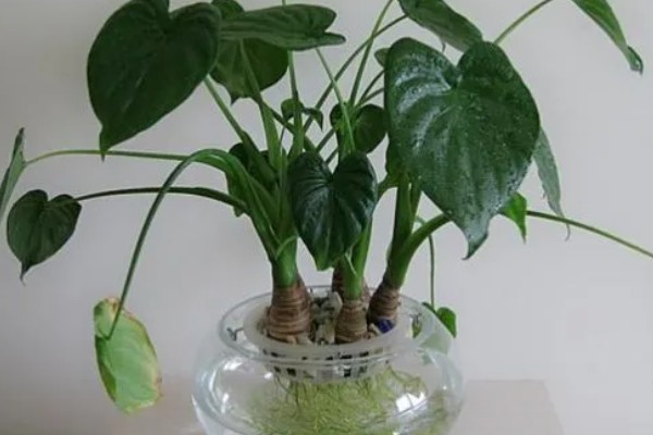 滴水观音盆栽养护方法，生长期每隔1周追肥一次