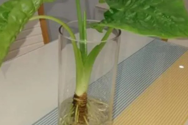 滴水观音盆栽养护方法，生长期每隔1周追肥一次