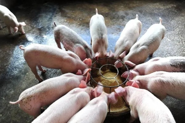 养猪100天出栏饲料的配制方式，原料包括青菜、青菜干、玉米等