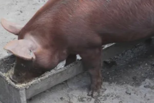 养猪100天出栏饲料的配制方式，原料包括青菜、青菜干、玉米等