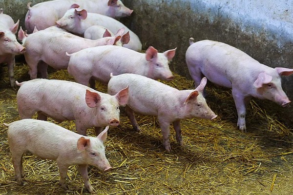 养猪100天出栏饲料的配制方式，原料包括青菜、青菜干、玉米等