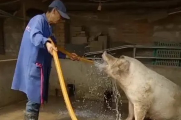 养猪100天出栏饲料的配制方式，原料包括青菜、青菜干、玉米等