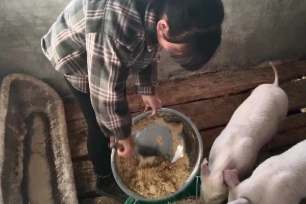 养猪100天出栏饲料的配制方式，原料包括青菜、青菜干、玉米等