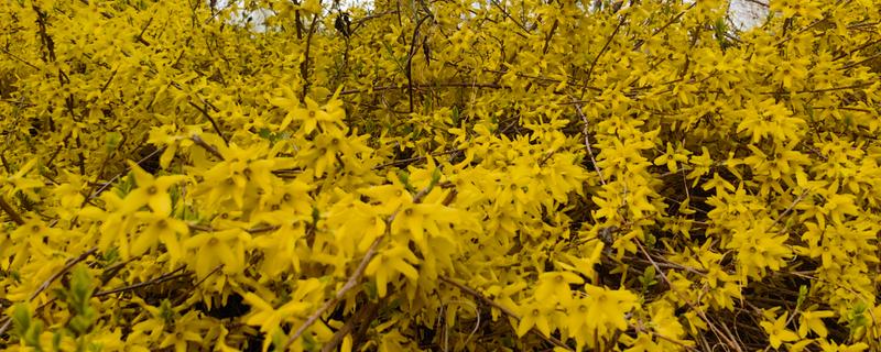 喜碱的花卉有哪些，常见仙人掌、紫藤等品种