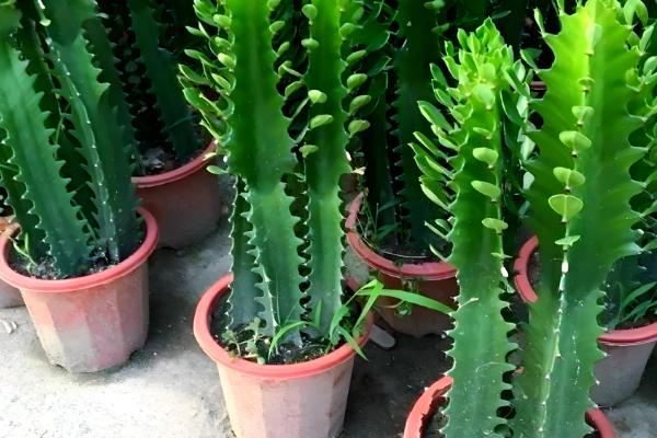 龙骨花叶子发黄如何处理,遇到强光时要遮阴喷水