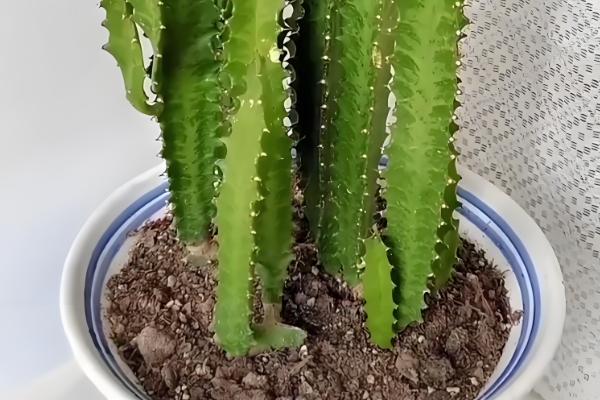 龙骨花叶子发黄如何处理,遇到强光时要遮阴喷水