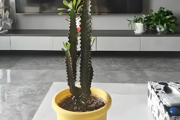 龙骨花叶子发黄如何处理,遇到强光时要遮阴喷水