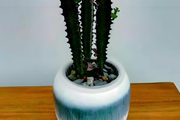 龙骨花叶子发黄如何处理,遇到强光时要遮阴喷水