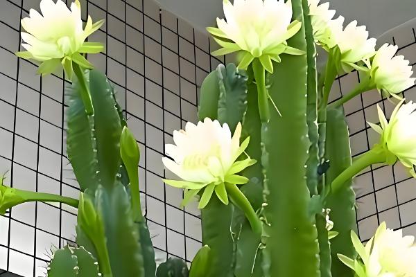 龙骨花叶子发黄如何处理,遇到强光时要遮阴喷水