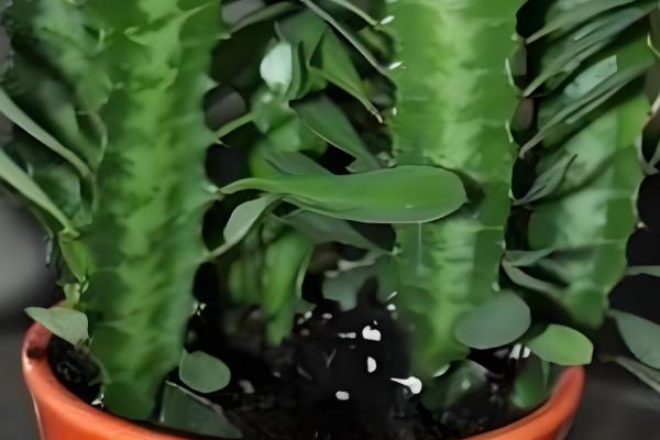 龙骨花叶子发黄如何处理,遇到强光时要遮阴喷水