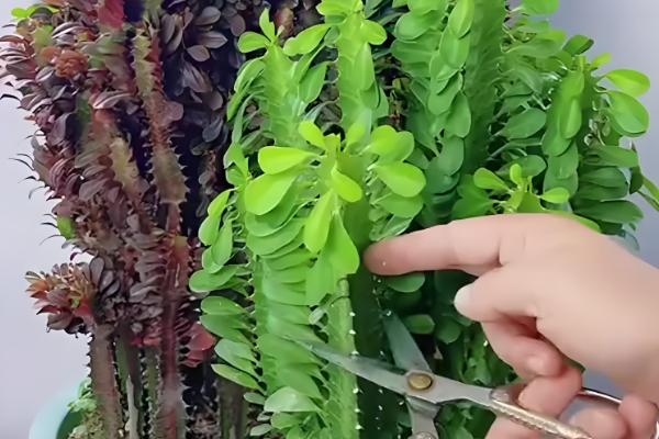 龙骨花叶子发黄如何处理,遇到强光时要遮阴喷水