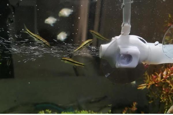 鱼缸刚换的水为什么腥，可能是没有清理干净所致